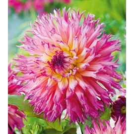 Dahlia A kert ékszere - Dália Nenekazi Pink sárga 1db