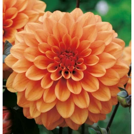 Dahlia A kert ékszere - Dália Csábítás Dekoratív Narancssárga 3db