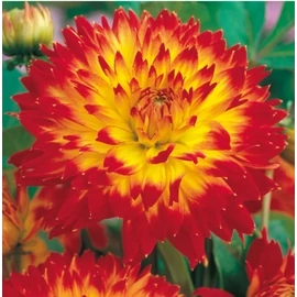 Dahlia A kert ékszere - Dália Procyon Sárga Vörös Narancs, 1 db 