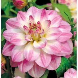 Dahlia A kert ékszere - Dália Twilight Time Rózsaszín fehér 1 db