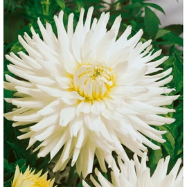 Dahlia A kert ékszere - Kaktusz Dália Fehér 1 db