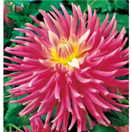Dahlia A kert ékszere - Kaktusz Dália Good Earth Rózsaszín 3 db