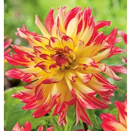 Dahlia A kert ékszere - Kaktusz Dália Vuurvogel Sárga piros 3 db
