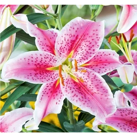 Lilium - Egzotikus Oriental Stargazer ázsiai liliom virághagyma 18/20 Rózsaszín-fehér 1 db