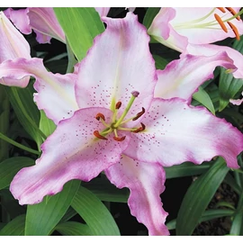 Lilium - Egzotikus Oriental Brasilia liliom virághagyma 18/20 Lila-fehér 2 db
