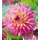 Dahlia A kert ékszere - Dália Nenekazi Pink sárga 3 db