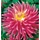 Dahlia A kert ékszere - Kaktusz Dália Good Earth Rózsaszín 3 db