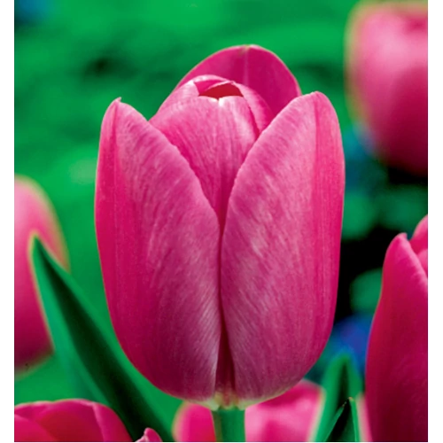 5 db-os Kapers Tulipán virághagyma - Triumph Tulipán rose-rózsaszín 11/12
