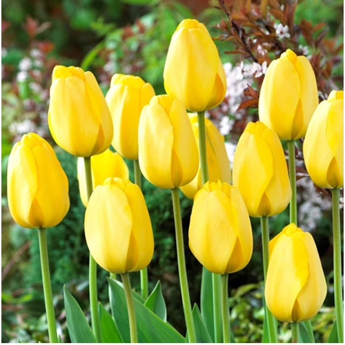 5 db-os Kapers Tulipán virághagyma - Triumph Tulipán sárga 10/11