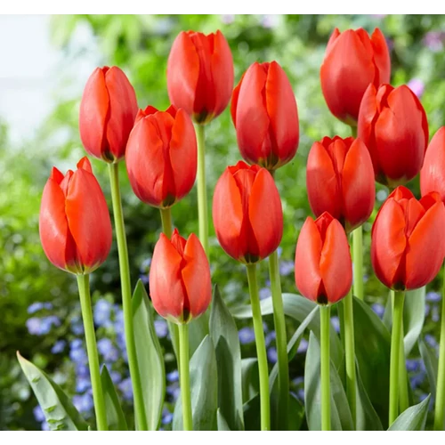 5 db-os Kapers Tulipán virághagyma -Triumph Tulipán narancssárga 10/11