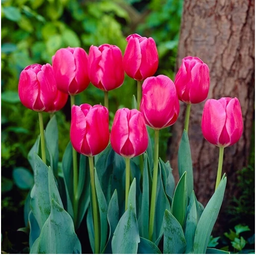 5 db-os Kapers Tulipán virághagyma -Triumph Tulipán Rose-rózsaszín 10/11