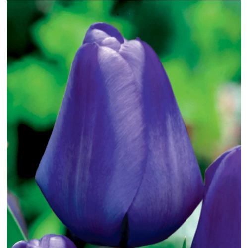 5 db-os Kapers Tulipán virághagyma -Triumph Tulipán kék 10/11