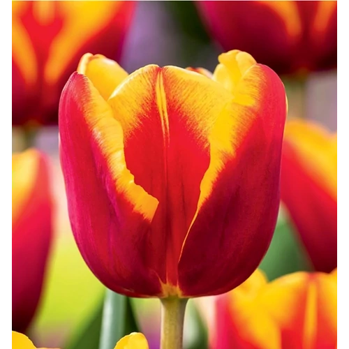 5 db-os Kapers Tulipán virághagyma -Triumph Tulipán piros-sárga 10/11