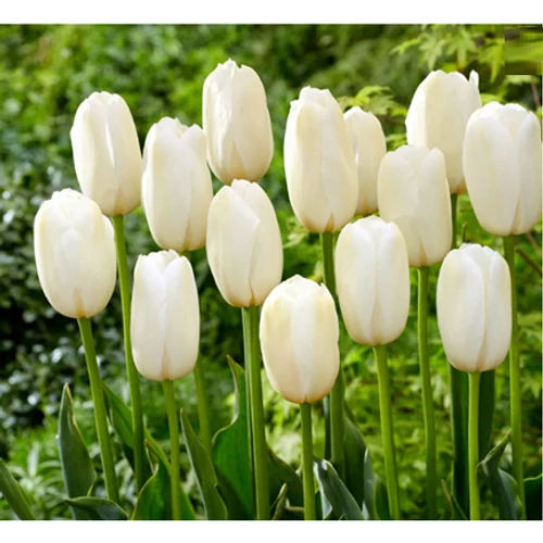 5 db-os Kapers Tulipán virághagyma -Triumph Tulipán fehér 10/11