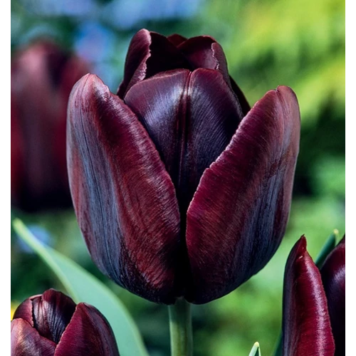 5 db-os Kapers Tulipán virághagyma -Triumph Tulipán fekete 10/11