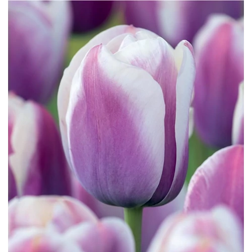5 db-os Kapers Tulipán virághagyma -Triumph Tulipán lila-fehér 10/11