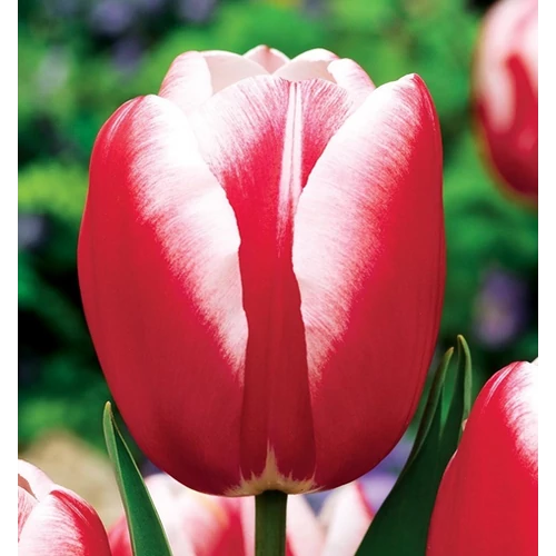 5 db-os Kapers Tulipán virághagyma -Triumph Tulipán piros-fehér 10/11