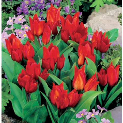 100 db-os Kapers Tulipán virághagyma - Van Tubergen'S Variety piros 7/8