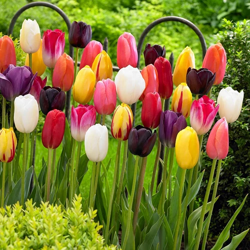 50 db-os Kapers Tulipán - Szimpla Tulipán színes Mix 11/12