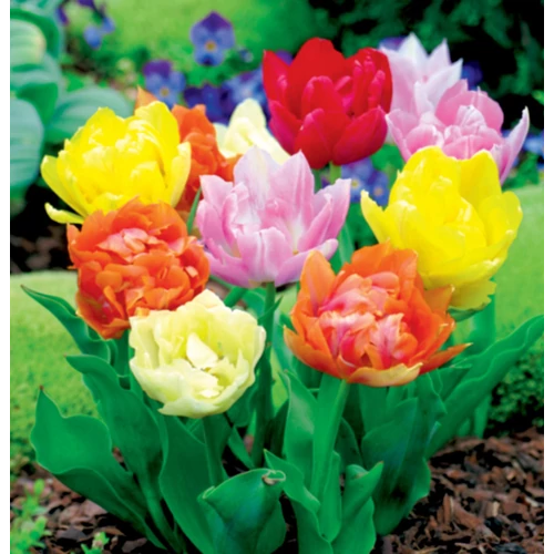 50 db-os Singiel Tulipán - Tulipán színes Full Mix 11/12
