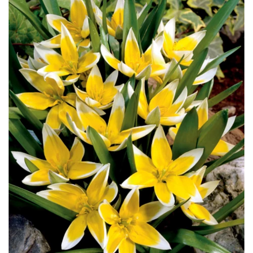 100 db-os Kapers Tulipán virághagyma -Tarda Tulipán sárga 7/8