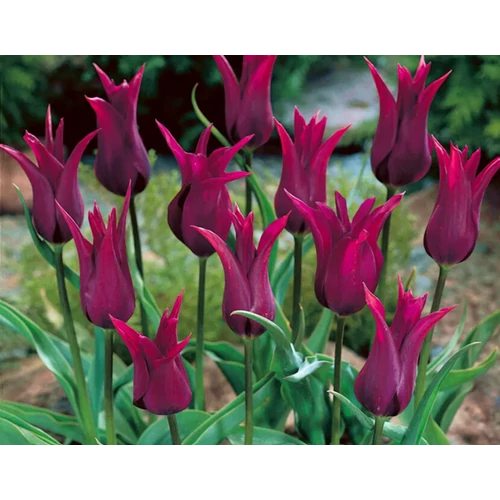 50 db-os XL Kapers Tulipán virághagyma-Burgundia Liliomvirágú Tulipán Bordó 11/12