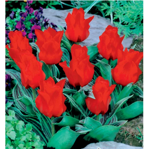 5 db-os Kapers Tulipán virághagyma-Tulipán Piroska Riding Hood 10/11