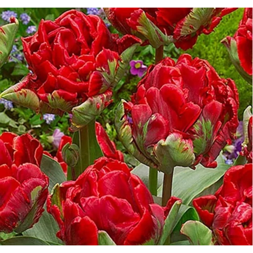 5 db-os Kapers Tulipán virághagyma-Tulipán Rococo zöld-piros 11/12
