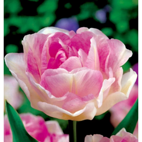 5 db-os Kapers Tulipán virághagyma-Tulipán Angelique Rózsaszín 12+
