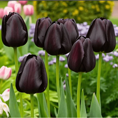 5 db-os Kapers Tulipán virághagyma-Tulipán Éj Királynője fekete12+