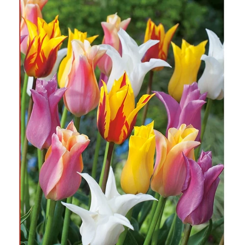 5 db-os Kapers Tulipán virághagyma- Liliomvirágú Tulipán Mix 11/12