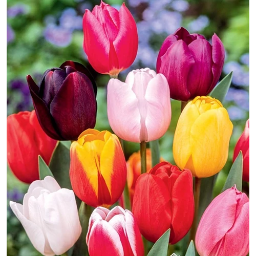 5 db-os Kapers Tulipán virághagyma -Triumph Tulipán Mix 11/12