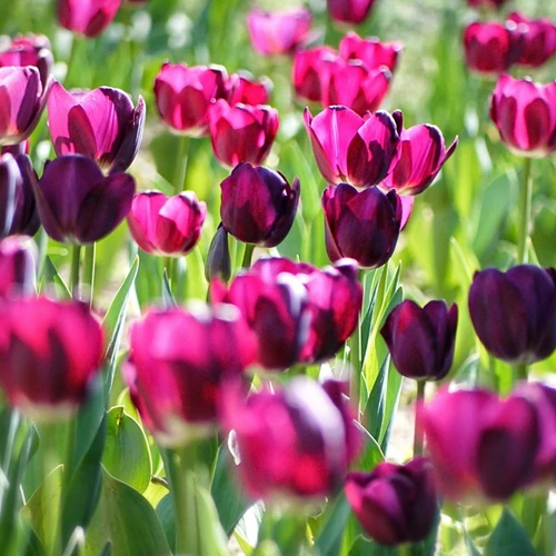 5 db-os Kapers Tulipán virághagyma - Tulipán Purple Flag 12+