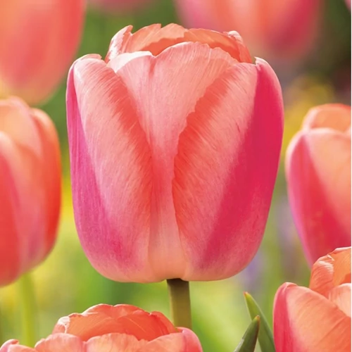 50 db-os Tulipán virághagyma - Darwin Tulipán Apricot pride, Barack színű 11/12