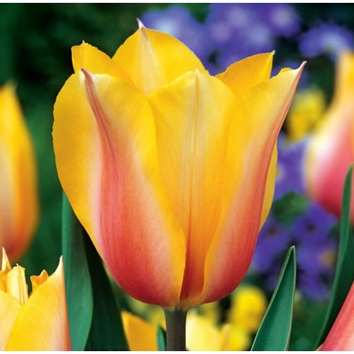 5 db-os Tulipán virághagyma - Kapers Tulipán Blushing Lady- Piruló hölgy 11/12