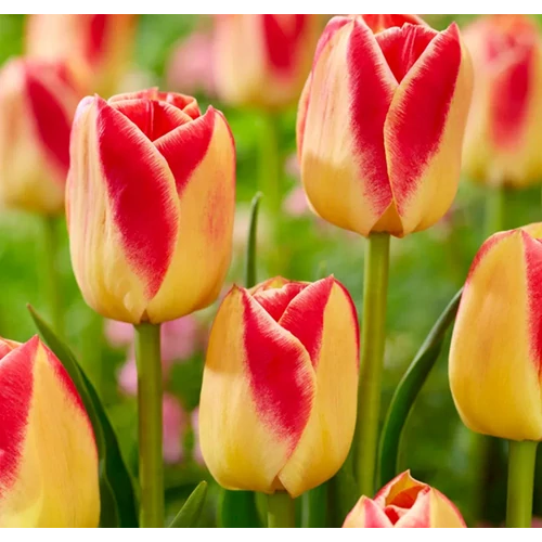 5 db-os Tulipán virághagyma - Kapers Tulipán Candy Corner 11/12