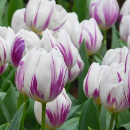 5 db-os Tulipán virághagyma - Kapers Tulipán Flaming Flag 11/12