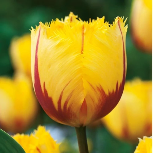 30 db-os Tulipán virághagyma - Kapers Tulipán Flamenco 11/12