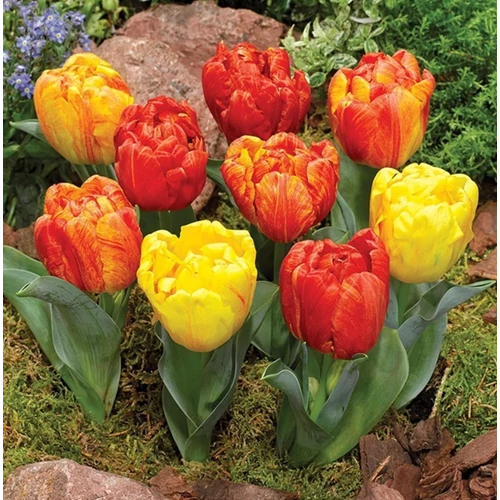 30 db-os Tulipán virághagyma - Kapers Tulipán Flaming Baby 10+