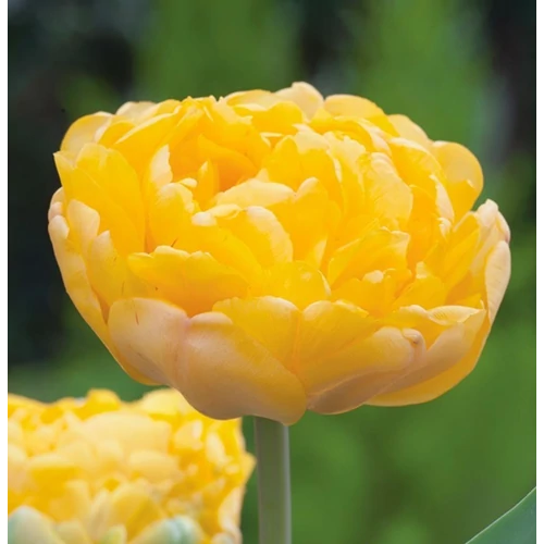 5 db-os Tulipán virághagyma - Kapers Tulipán Margaréta sárga 11/12