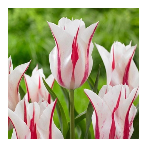 5 db-os Tulipán virághagyma - Kapers Tulipán Liliom virágú Marilyn 11/12