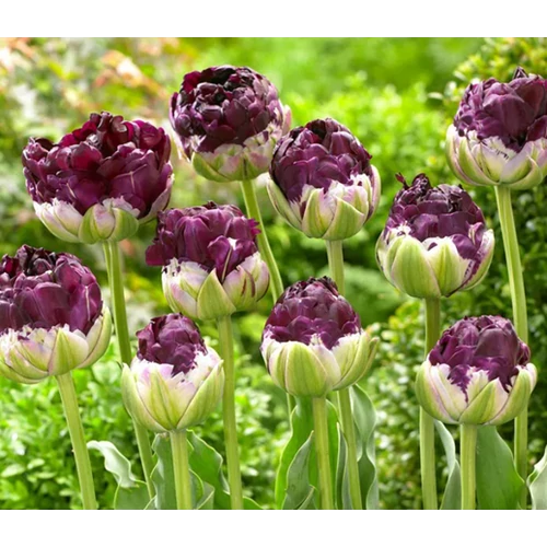 5 db-os Tulipán virághagyma - Kapers Tulipán Negrita Dupla 11/12