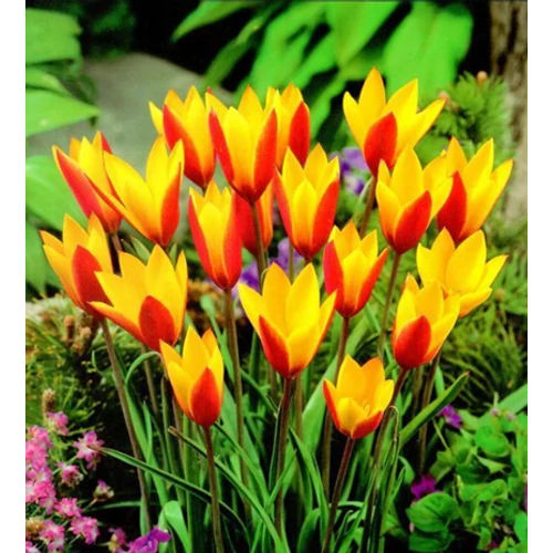 5 db-os Tulipán virághagyma - Kapers Tulipán Cynthia 6/7