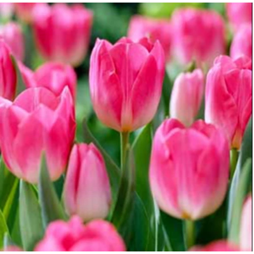 5 db-os Tulipán virághagyma - Kapers Tulipán Dynasty 12+
