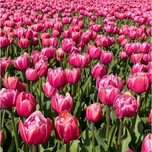 30 db-os Tulipán virághagyma - Kapers Tulipán Cameo rózsaszín 11/12