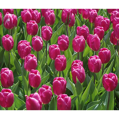 5 db-os Tulipán virághagyma - Kapers Tulipán Purple Prince 12+