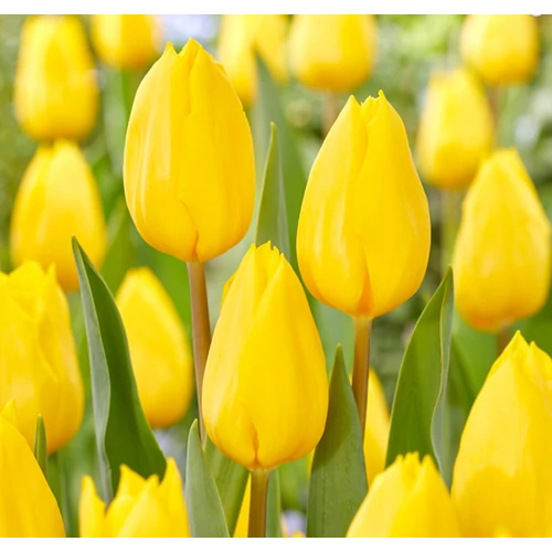 5 db-os Tulipán virághagyma - Kapers Tulipán Strong Gold - Arany 12+