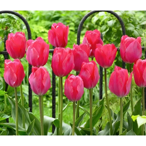 5 db-os Tulipán virághagyma - Kapers Tulipán Van Eijk 12+