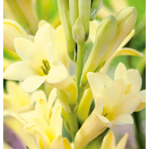 Polianthes Tuberosa - Különleges Tubarózsa Super Gold 10/12 2 db