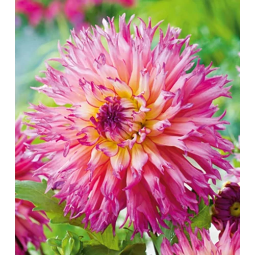Dahlia A kert ékszere - Dália Nenekazi Pink sárga 3 db